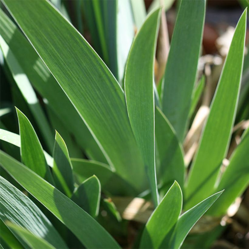 Iris Coffee Whisper - Schwertlilie (Foliage)