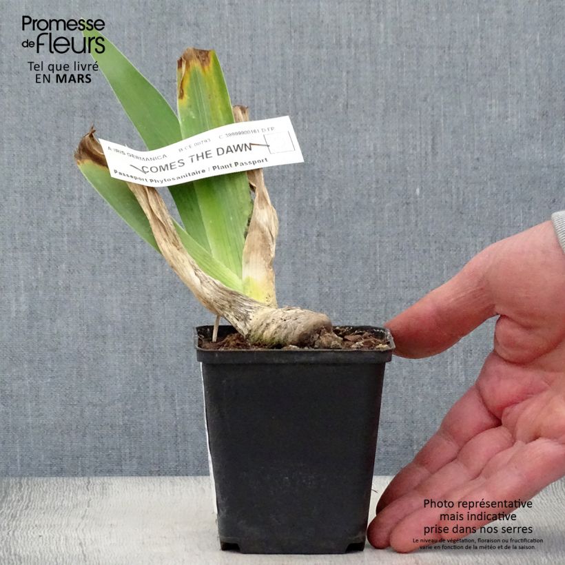 Example of Iris Comes The Dawn - Schwertlilie Kleine Töpfe von 8/9 cm as you get in printemps