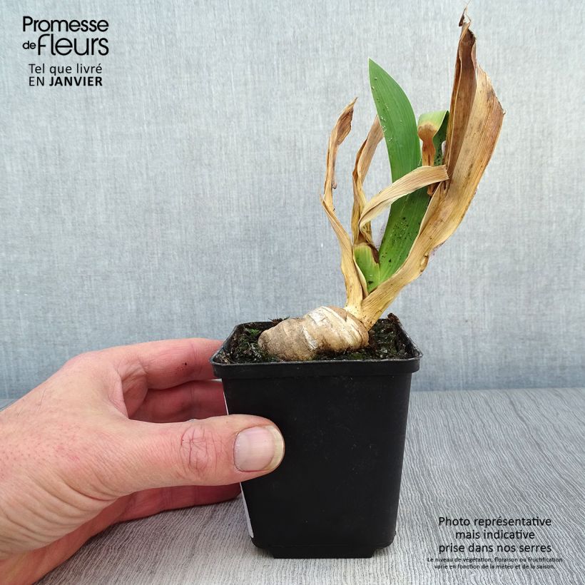 Exemplar von Iris Confiserie - Schwertlilie Kleine Töpfe von 8/9 cm wie im Winter geliefert