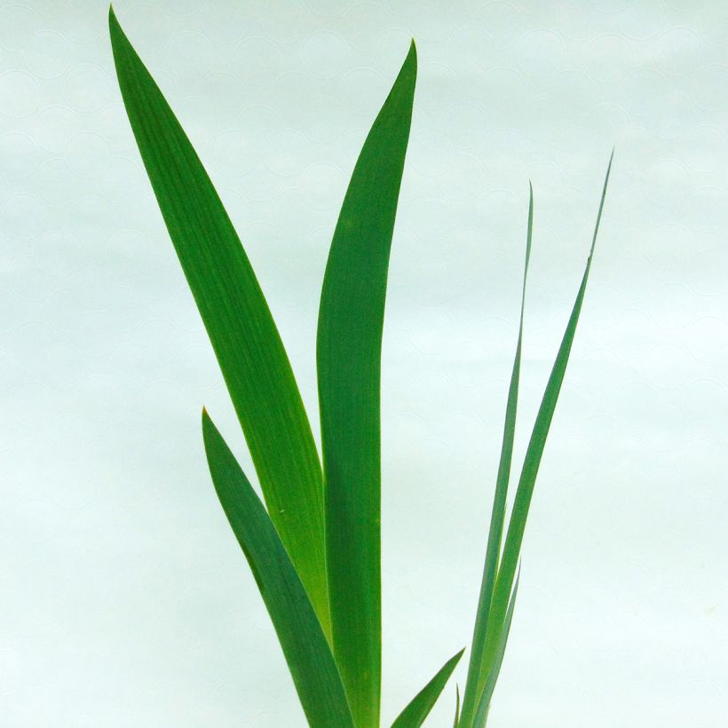 Iris Copper Classic - Schwertlilie (Foliage)