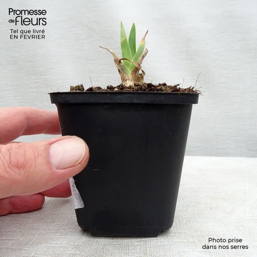 Exemplar von Iris Dame Blanche - Schwertlilie Kleine Töpfe von 8/9 cm wie im Winter geliefert