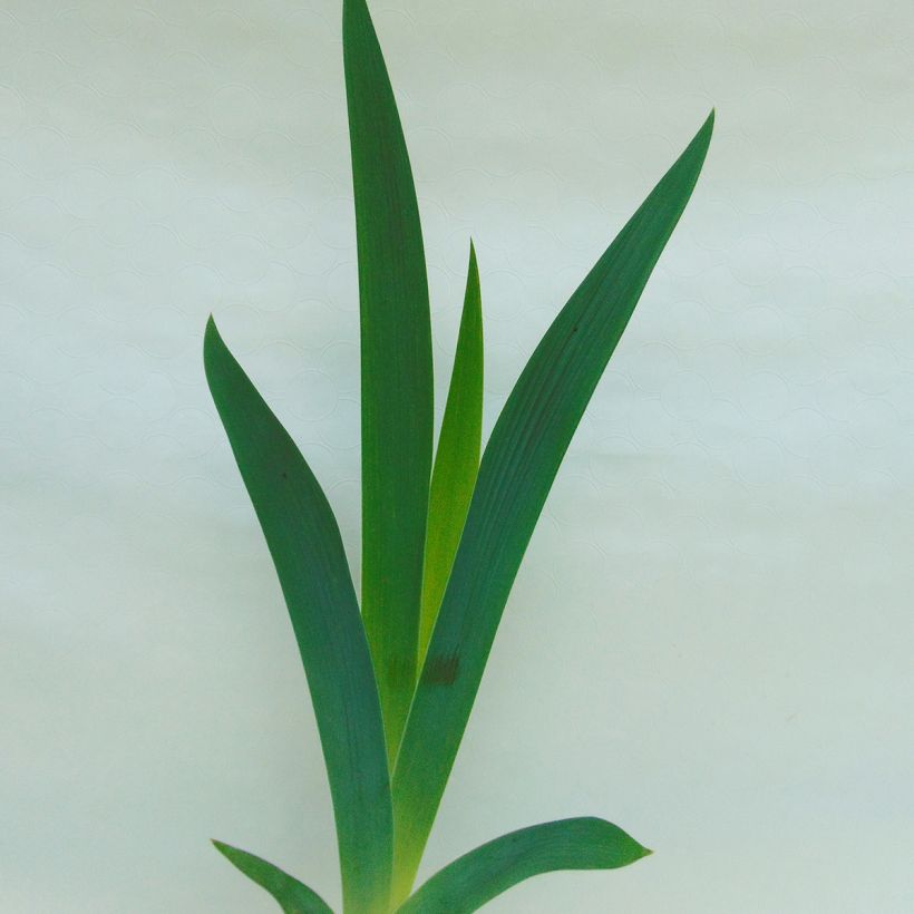 Iris Dame de Coeur - Schwertlilie (Foliage)