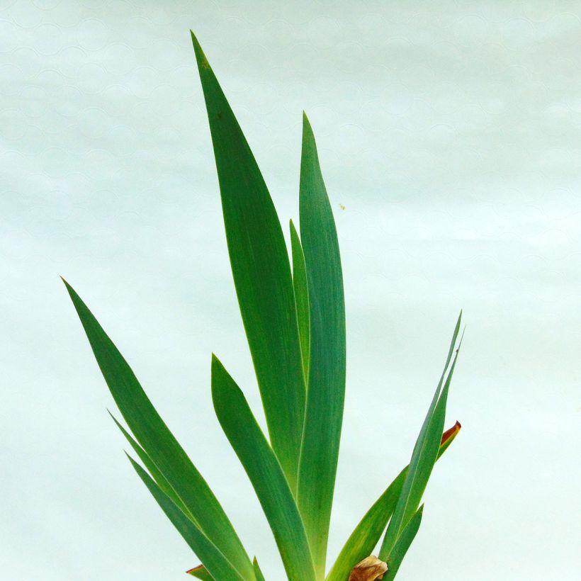 Iris Dance Hall Dandy - Schwertlilie (Foliage)