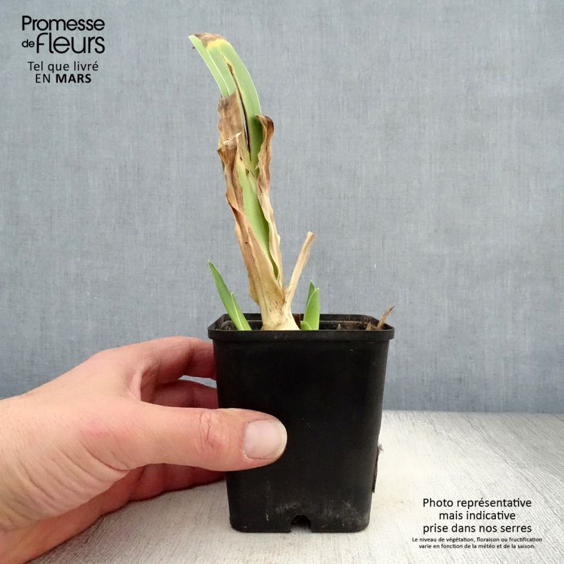 Exemplar von Iris Dance Hall Dandy - Schwertlilie Kleine Töpfe von 8/9 cm wie im Frühjahr geliefert