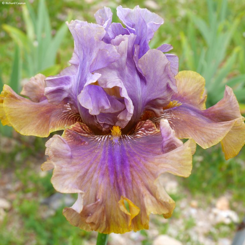 Iris Déguisement - Schwertlilie (Flowering)