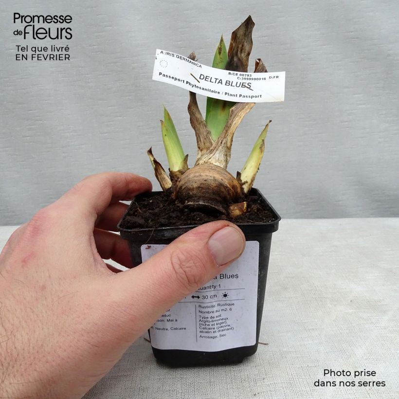 Example of Iris Delta Blues - Schwertlilie Kleine Töpfe von 8/9 cm as you get in hiver
