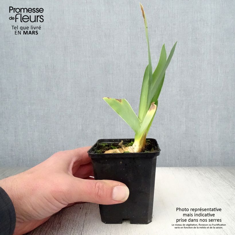 Exemplar von Iris Delta Blues - Schwertlilie Kleine Töpfe von 8/9 cm wie im Frühjahr geliefert