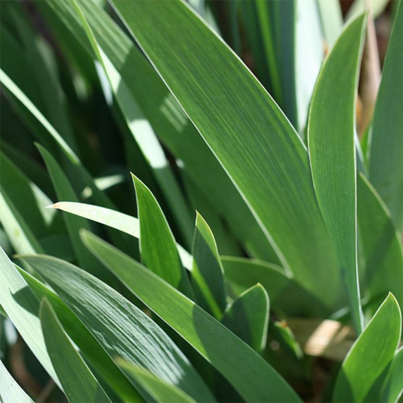 Iris Devil Baby - Schwertlilie (Foliage)