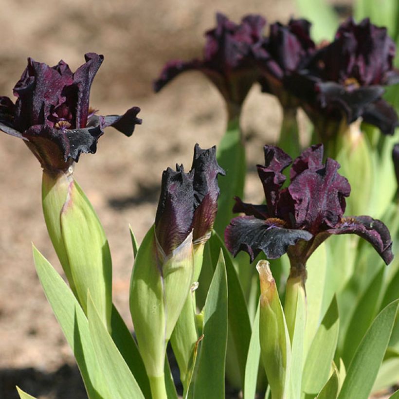 Iris Devil Baby - Schwertlilie (Flowering)