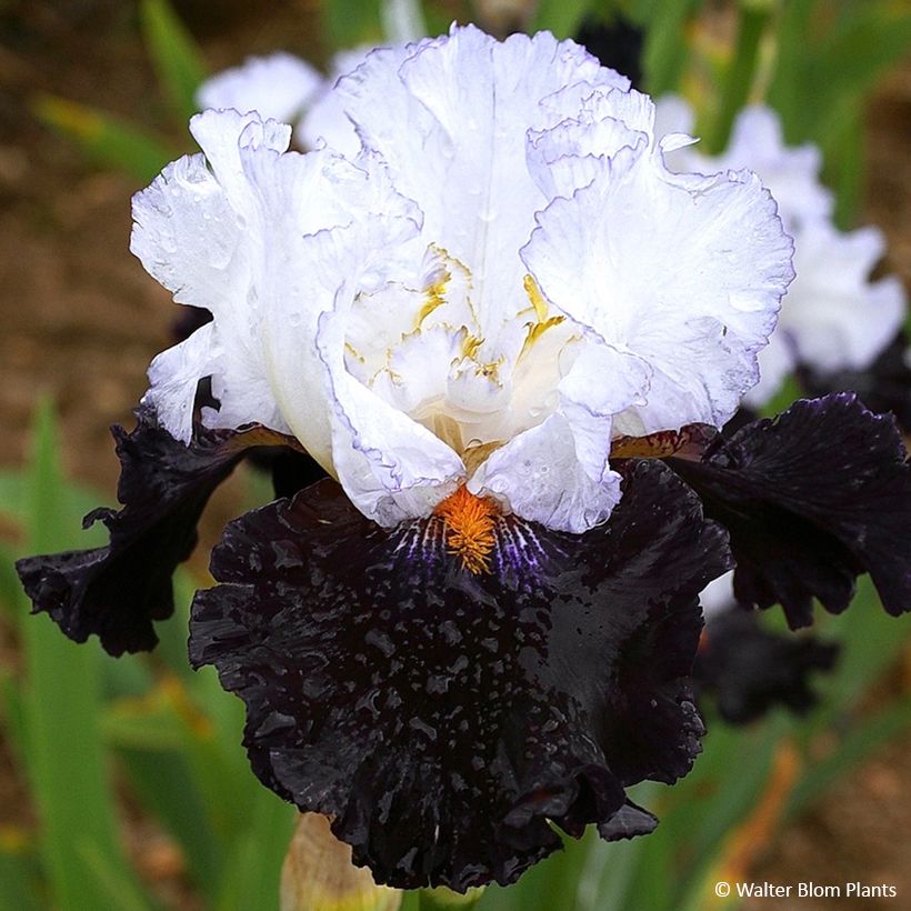 Iris germanica Domino Noir - Schwertlilie (Flowering)