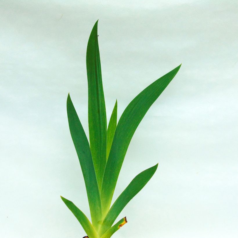 Iris Double Espoir - Schwertlilie (Foliage)
