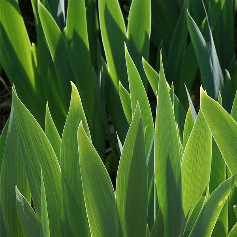 Iris Drama Queen - Schwertlilie (Foliage)