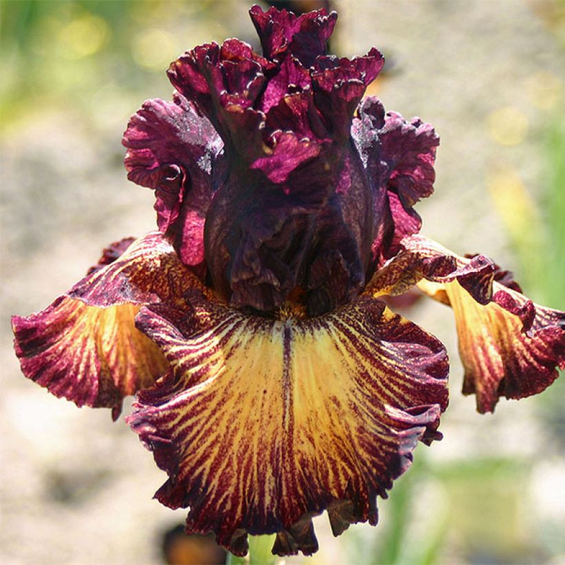 Iris Drama Queen - Schwertlilie (Flowering)
