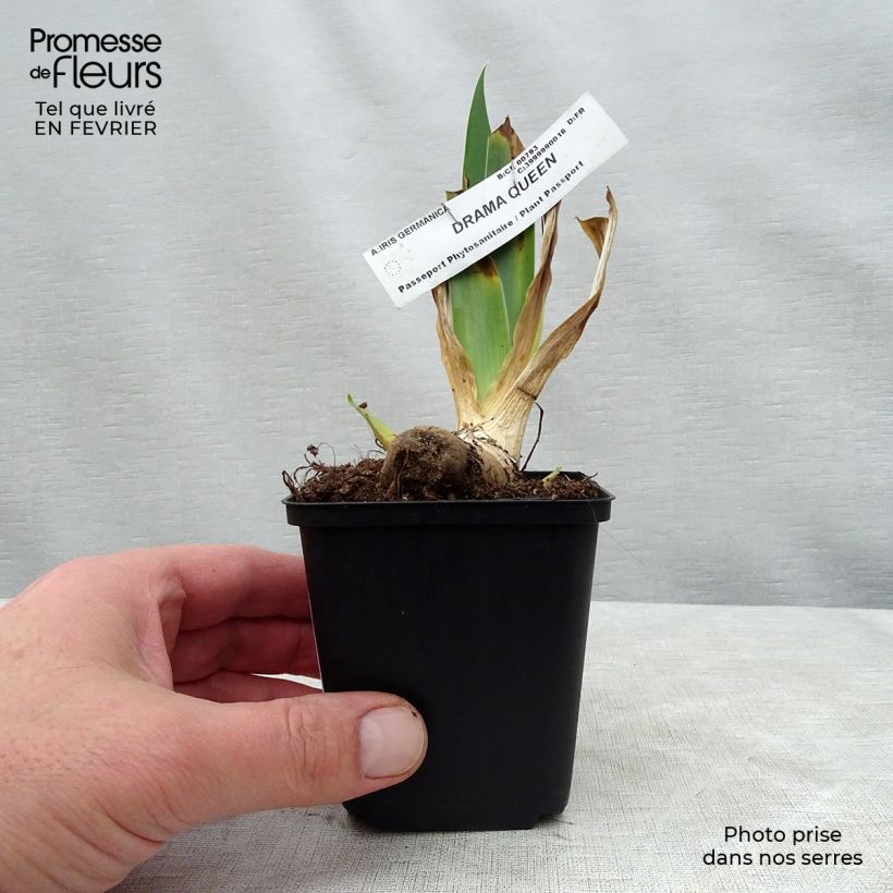 Example of Iris Drama Queen - Schwertlilie Kleine Töpfe von 8/9 cm as you get in hiver