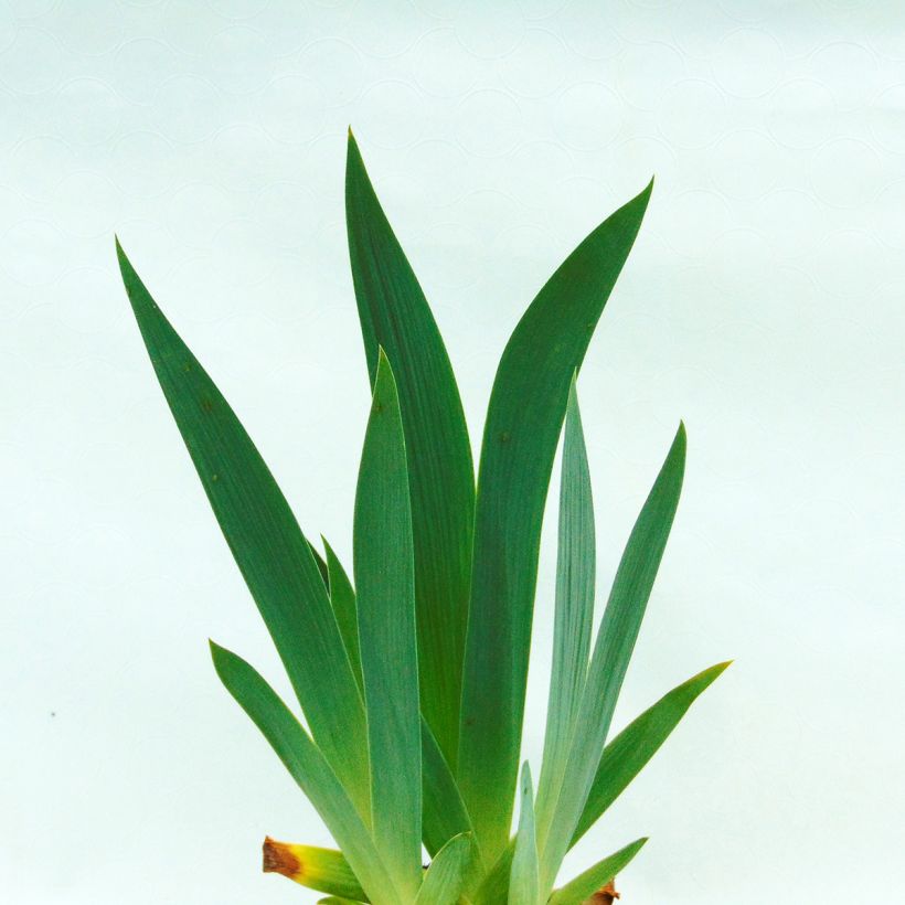 Iris Edith Wolford - Schwertlilie (Foliage)