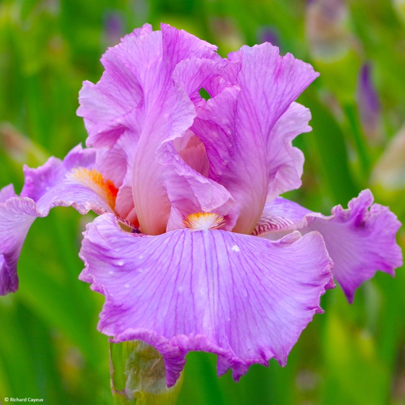 Iris Effrontée - Schwertlilie (Flowering)