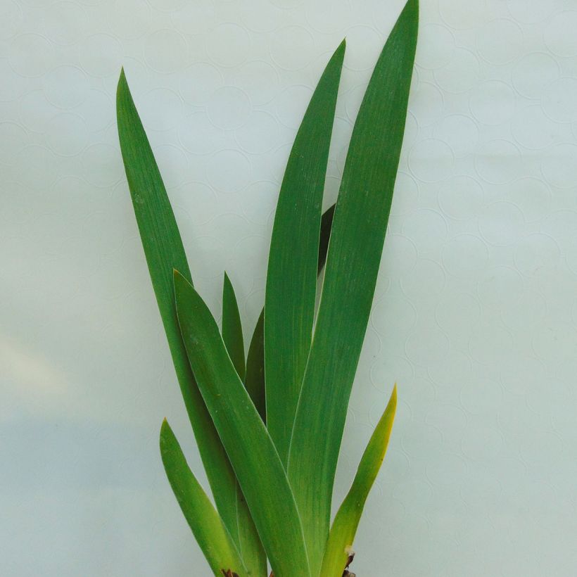 Iris English Charm - Schwertlilie (Foliage)