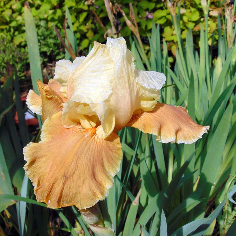 Iris English Charm - Schwertlilie (Flowering)