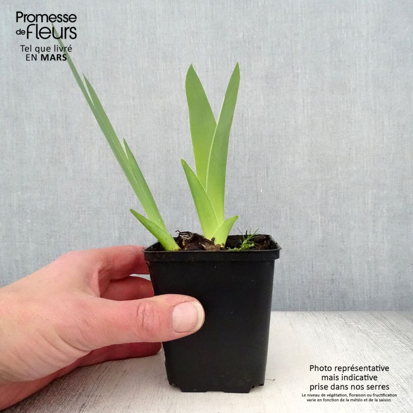 Example of Iris English Charm - Schwertlilie Rhizom, Kaliber 10/15, Extraqualität as you get in printemps