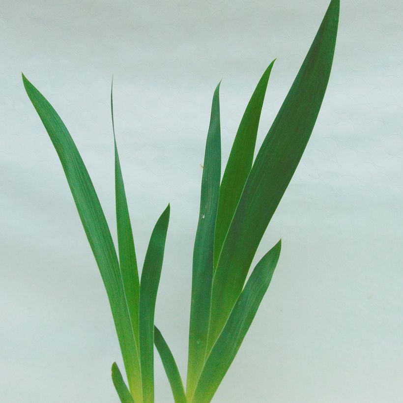 Iris Fall Fiesta - Schwertlilie (Foliage)