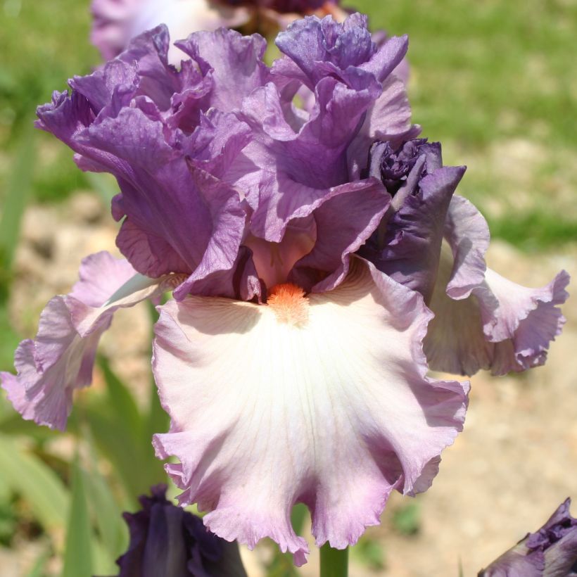 Iris Fashion Statement - Schwertlilie (Flowering)