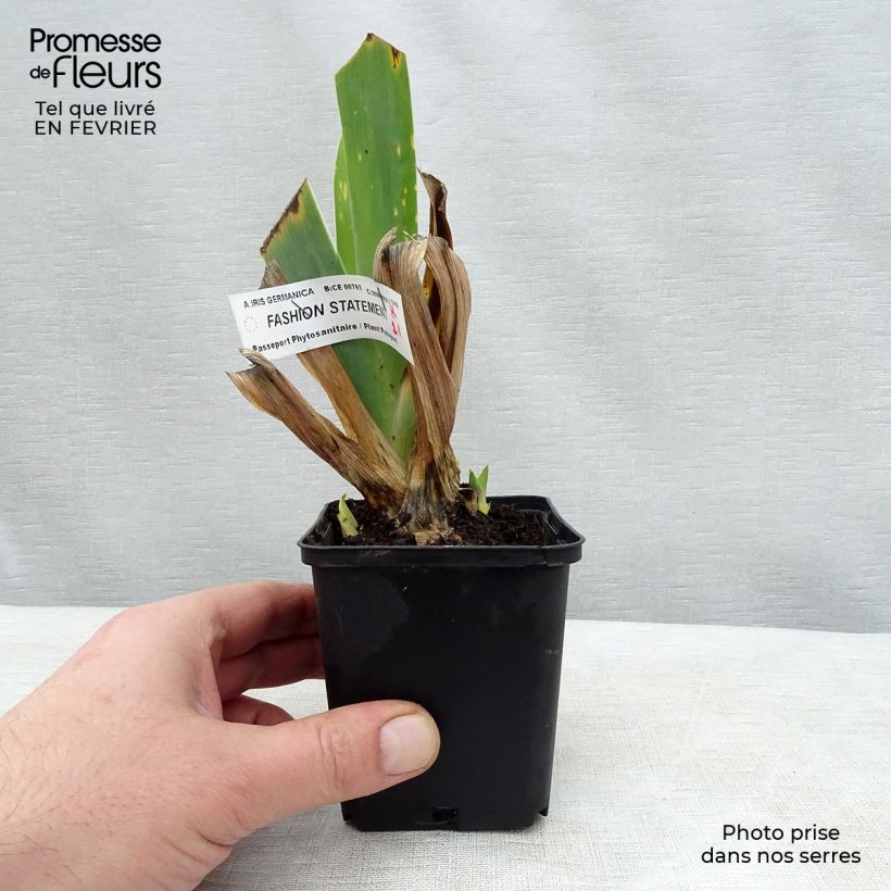 Example of Iris Fashion Statement - Schwertlilie Kleine Töpfe von 8/9 cm as you get in hiver