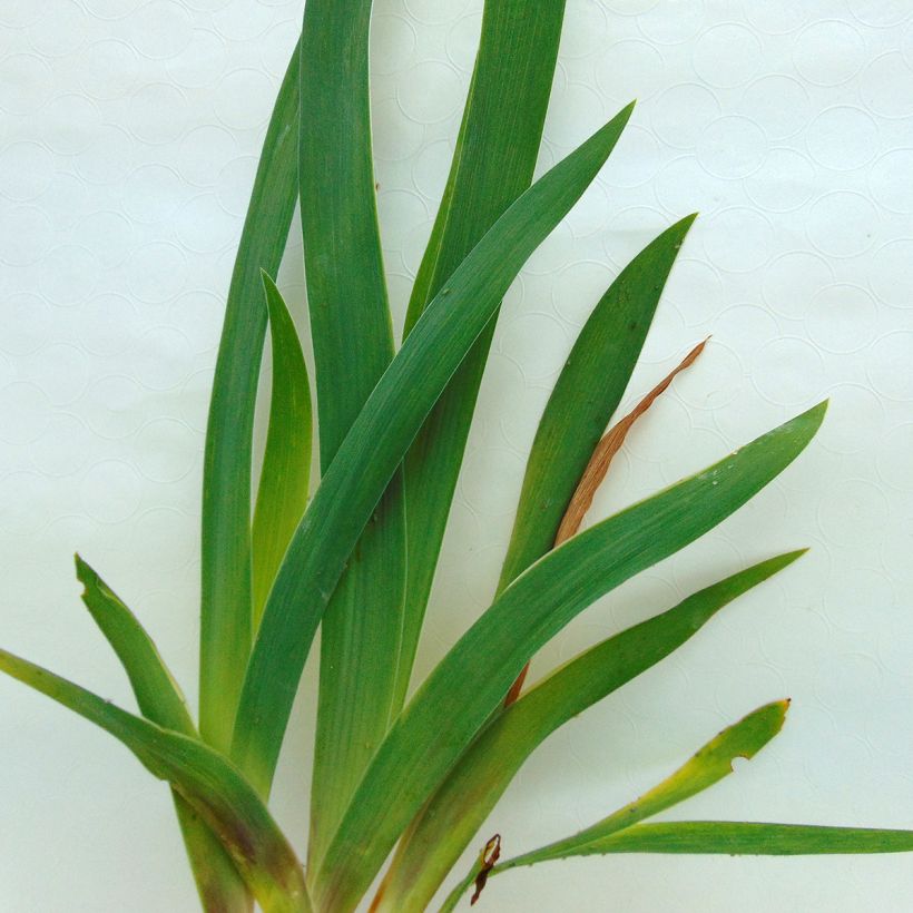 Iris Fiery Temper - Schwertlilie (Foliage)