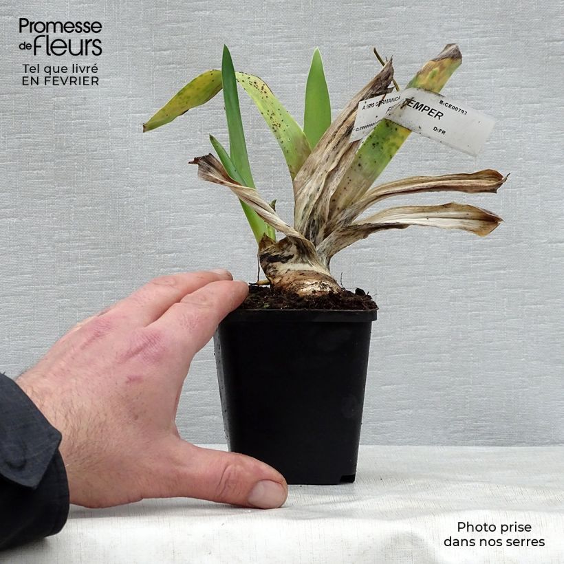 Example of Iris Fiery Temper - Schwertlilie Kleine Töpfe von 8/9 cm as you get in hiver