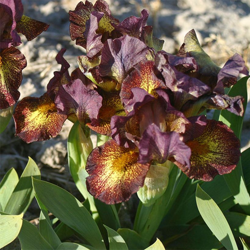 Iris Firestorm - Schwertlilie (Flowering)