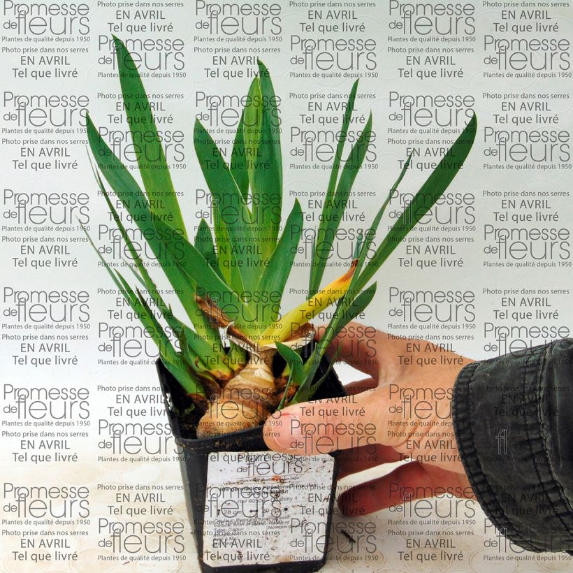 Example of Iris Firestorm - Schwertlilie Kleine Töpfe von 8/9 cm as you get