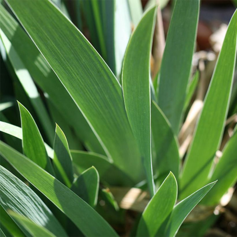 Iris Flamenco - Schwertlilie (Foliage)