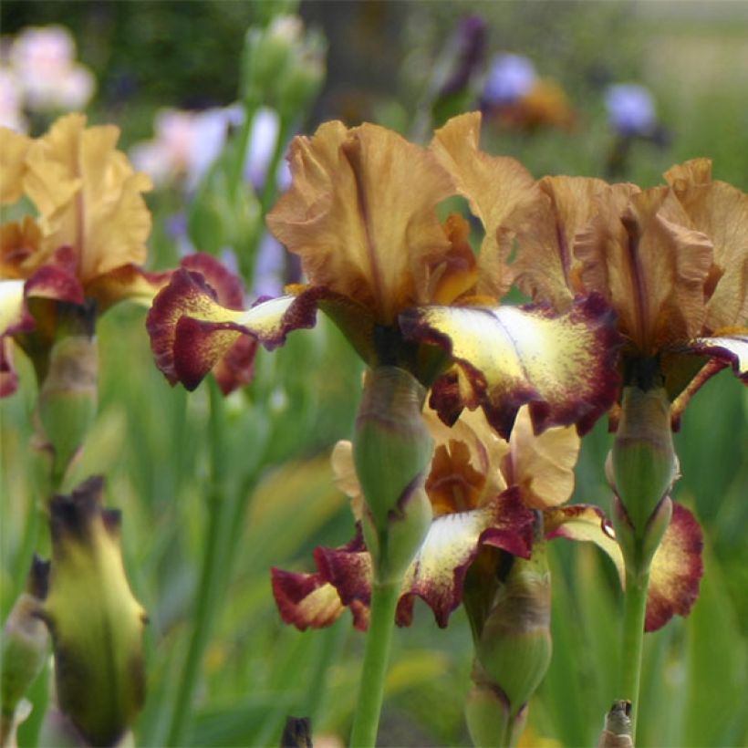 Iris Flamenco - Schwertlilie (Flowering)