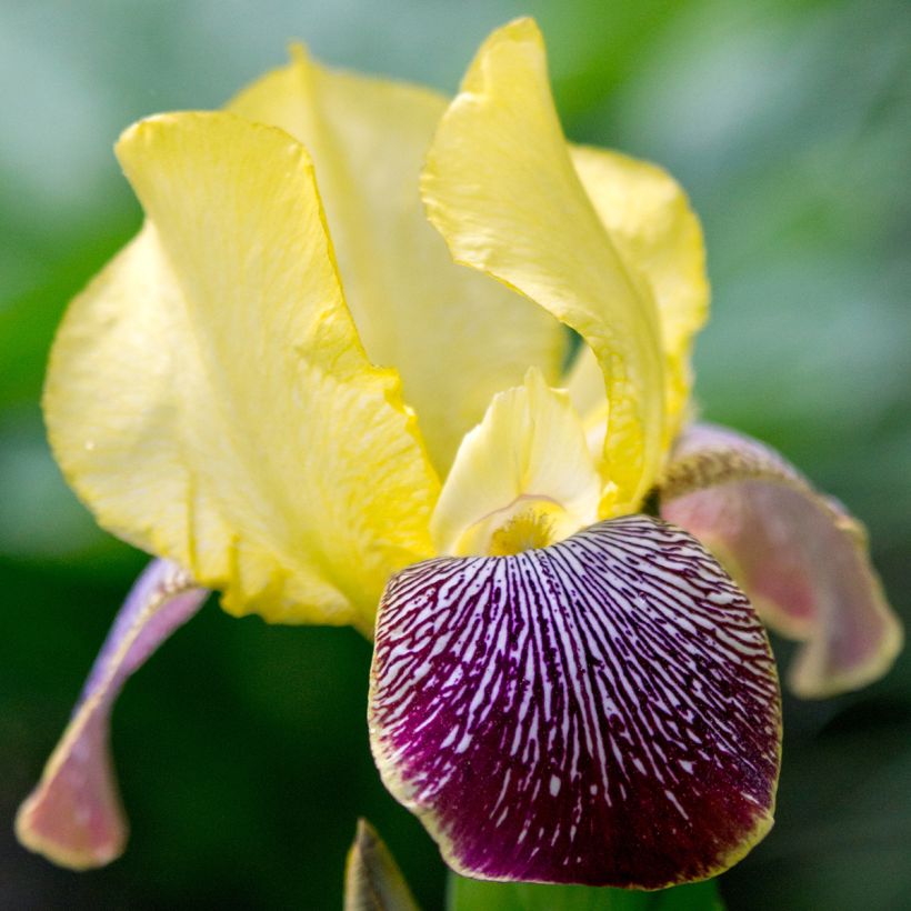 Iris Flaming Dragon - Schwertlilie (Flowering)