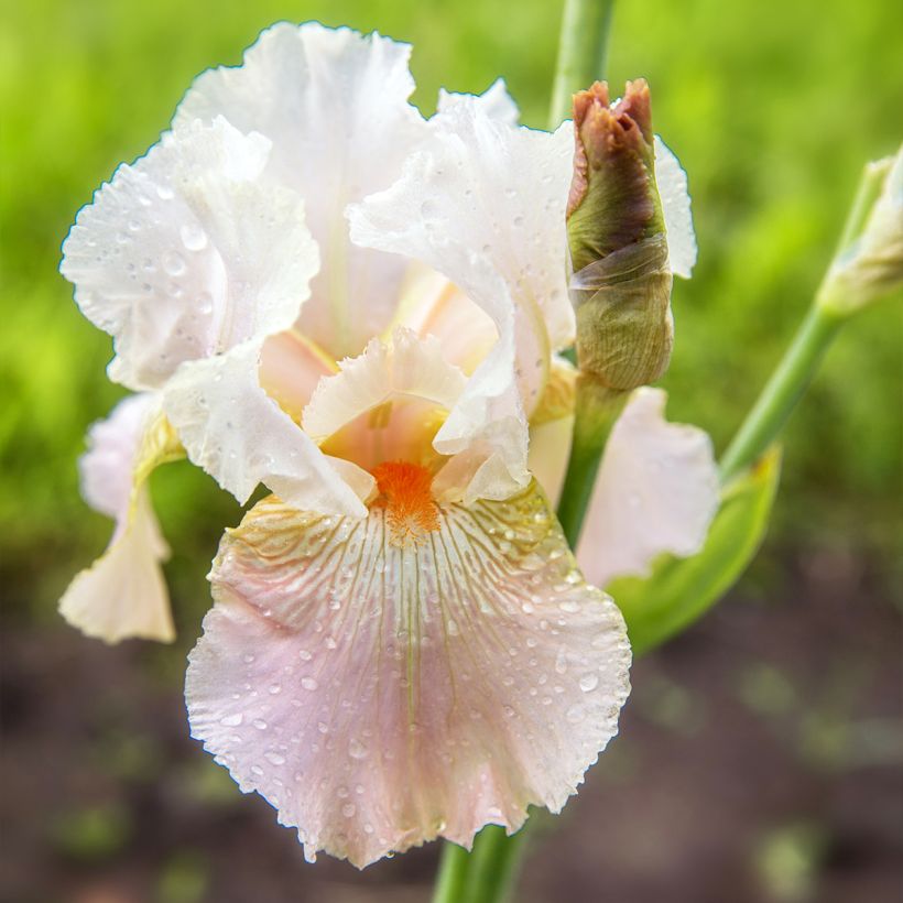 Iris Frappé - Schwertlilie (Flowering)