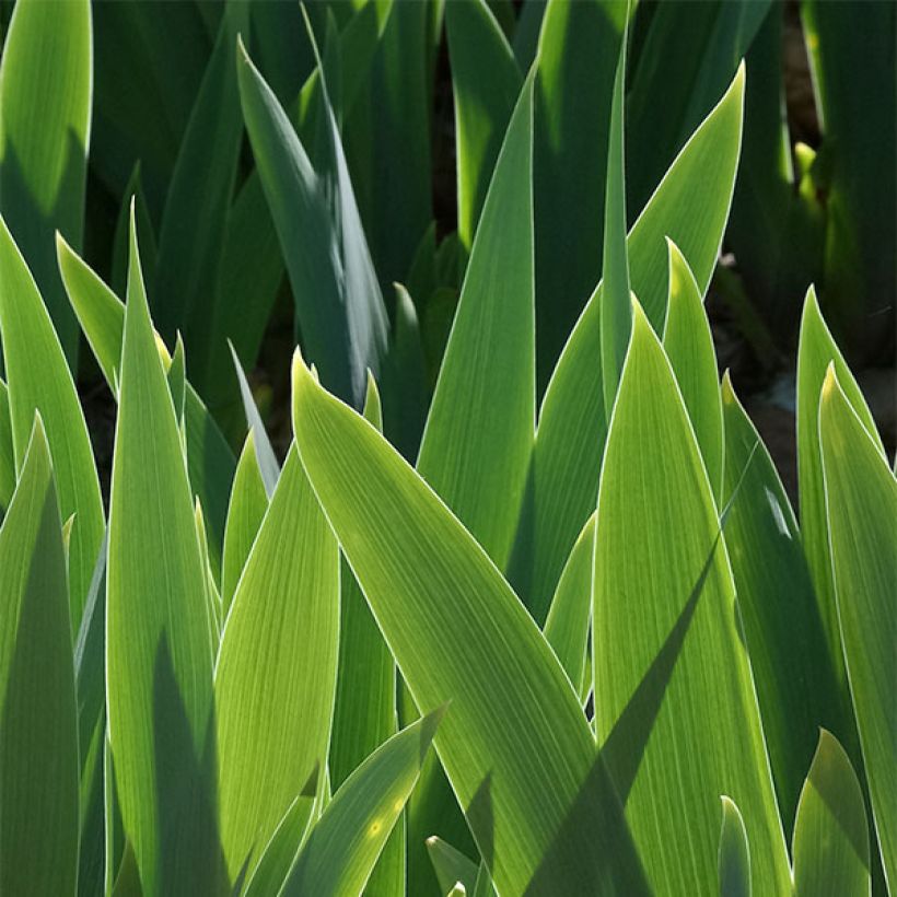 Iris Frisk Me - Schwertlilie (Foliage)