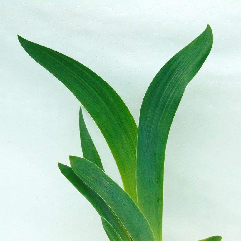 Iris Gipsy Romance - Schwertlilie (Foliage)