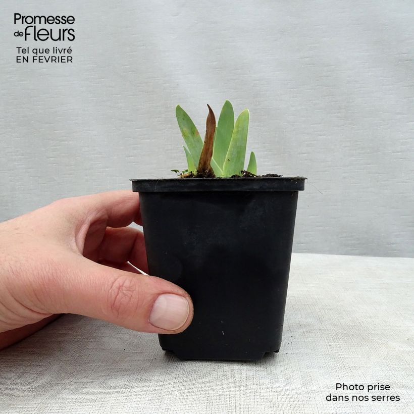 Example of Iris Gipsy Romance - Schwertlilie Kleine Töpfe von 8/9 cm as you get in hiver