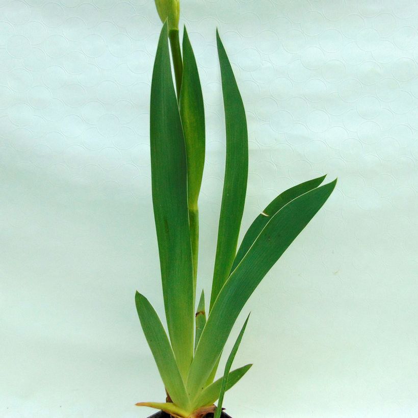 Iris Gnu Blues - Schwertlilie (Foliage)