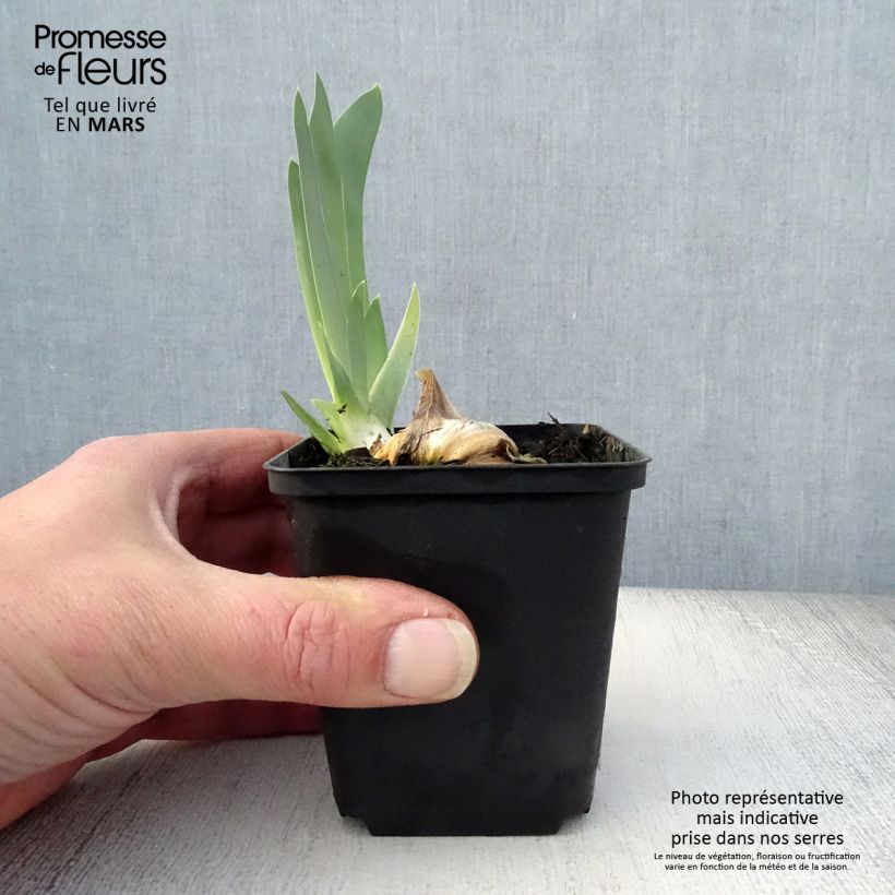 Example of Iris Gnu Blues - Schwertlilie Kleine Töpfe von 8/9 cm as you get in printemps