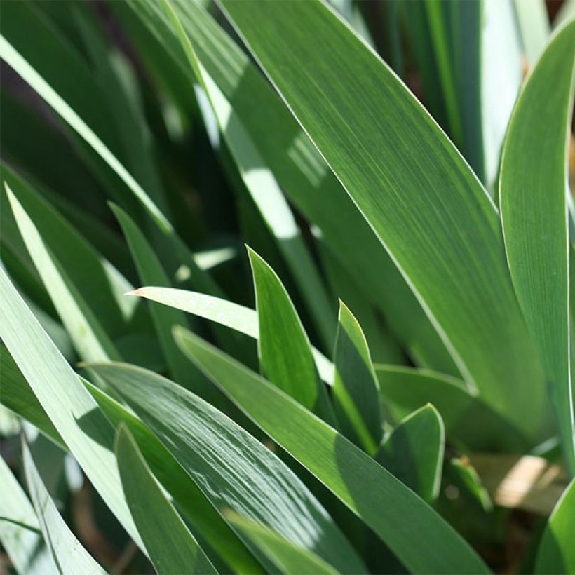 Iris Going My Way - Schwertlilie (Foliage)