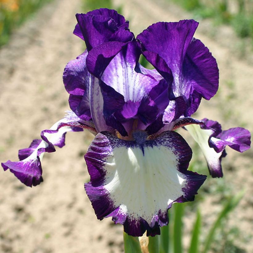 Iris Going My Way - Schwertlilie (Flowering)