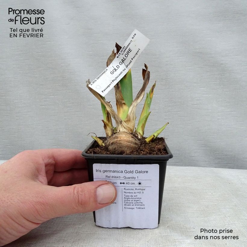 Example of Iris Gold Galore - Schwertlilie Kleine Töpfe von 8/9 cm as you get in hiver