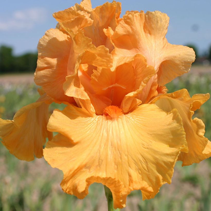 Iris Good Show - Schwertlilie (Flowering)