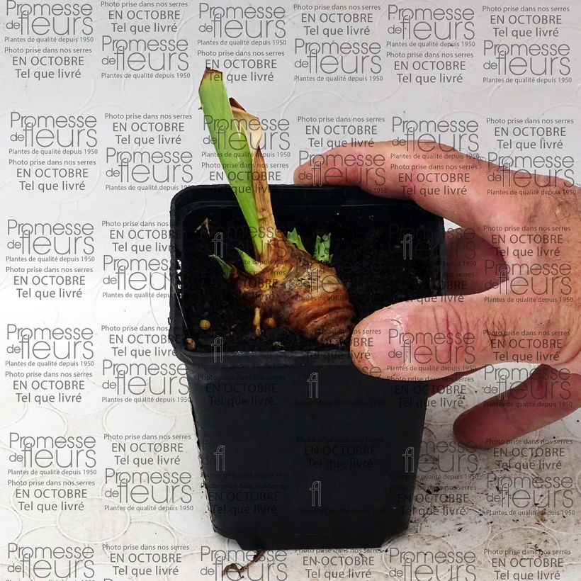 Example of Iris Gracchus - Schwertlilie Kleine Töpfe von 8/9 cm as you get