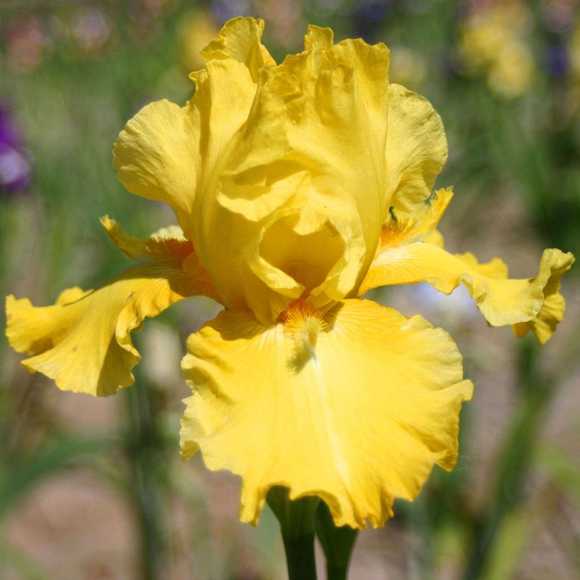 Iris Grand Canari - Schwertlilie (Flowering)