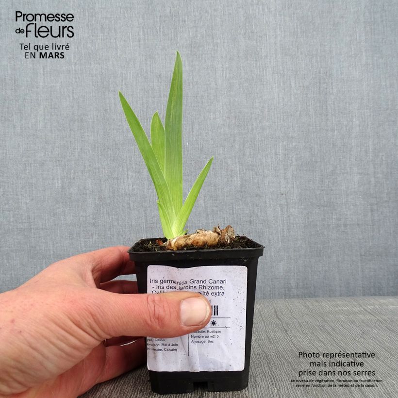 Exemplar von Iris Grand Canari - Schwertlilie Kleine Töpfe von 8/9 cm wie im Winter geliefert