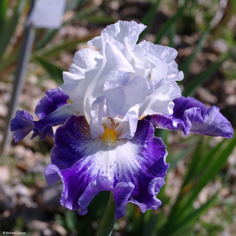 Iris Haute Savoie - Schwertlilie (Flowering)