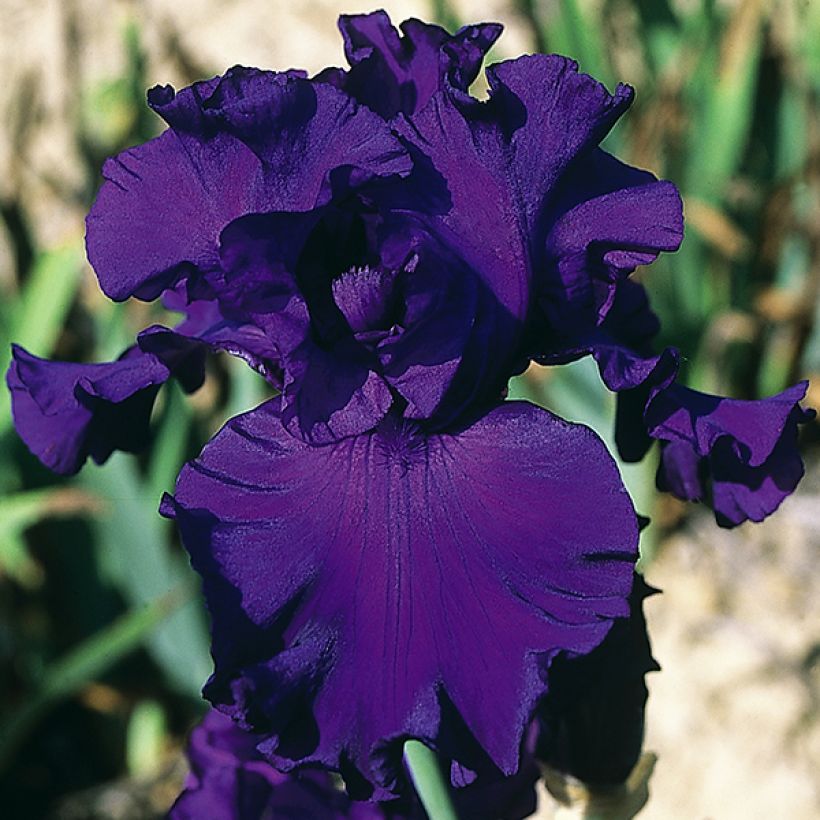 Iris High Stakes - Schwertlilie (Flowering)