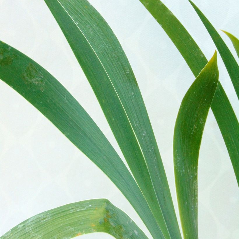 Iris High Stakes - Schwertlilie (Foliage)