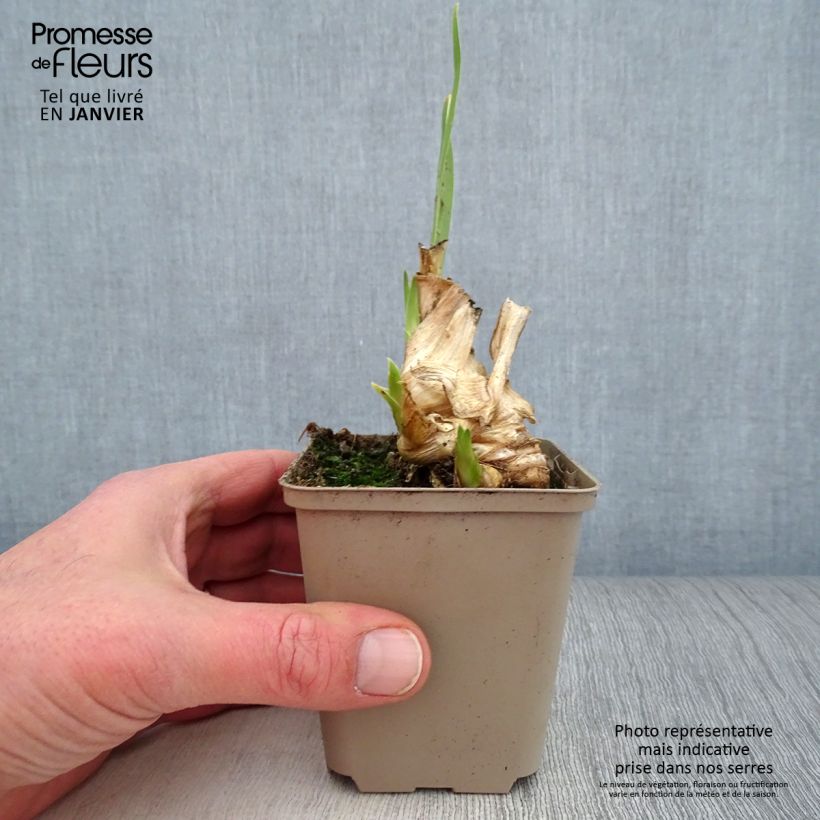 Example of Iris Hissy Fit - Schwertlilie Kleine Töpfe von 8/9 cm as you get in hiver